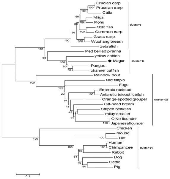 Phylogenetic relationship of magur tlr2 with other species.