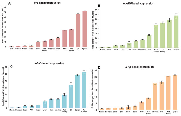 Basal expression of mtlr2 (A), myd88 (B), nf-kb (C) and il-1β (D) genes in various tissues.