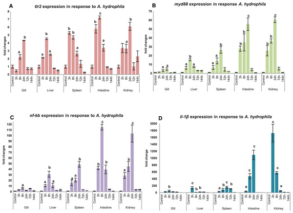 Modulation of mtlr2 (A), myd88 (B), nf-kb (C), il-1β (D) expression following A. hydrophila infection.