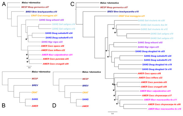 Impact on tree topology of including allotetraploids in a multilocus coalescent phylogeny of diploid Crataegus accessions.