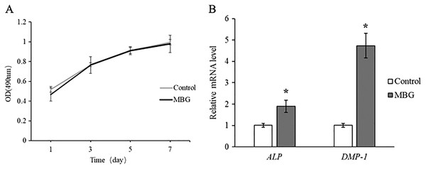 The effect of MBG on odontogenic differentiation of hDPCs.