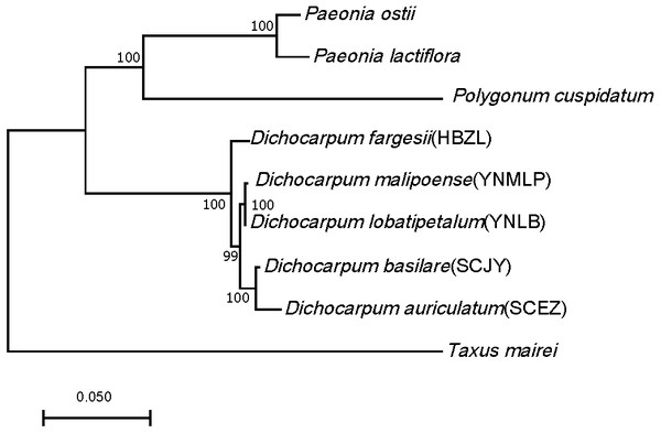 ML tree showing the phylogenetic relationship of five Dichocarpum taxa and four outgroup taxa, which is inferred based on 27 one-to-one single copy orthologs.