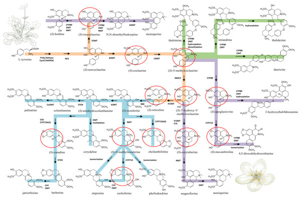 Proposed biosynthetic pathways of three major types of BIA identified from Dichocarpum species.
