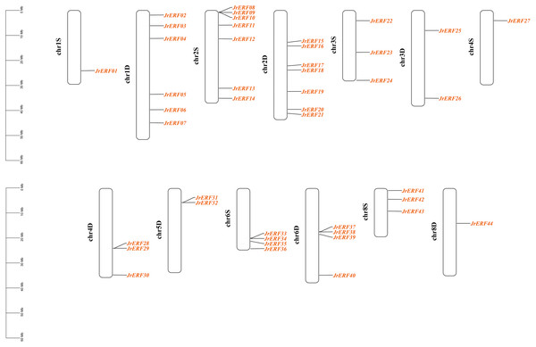 Distribution of the JrERFs on chromosomes of J. regia.
