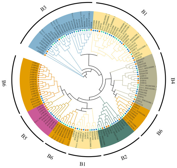 Phylogenetic relationship of ERF proteins from J. regia, A. thaliana and P. trichocarpa.