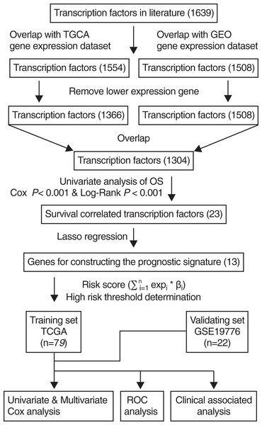 Flowchart describing the construction and validation of the 13-TF prognostic signature.