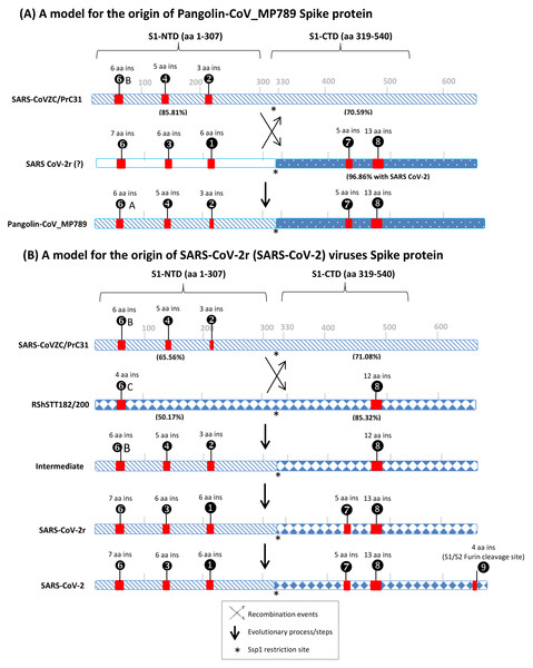 A conceptual diagram (models) summarizing the sequence characteristics of the spike protein from specific lineages of sarbecoviruses and their implications regarding the origin of Pangolin-CoV_MP789 virus and SARS-CoV-2r cluster of viruses.