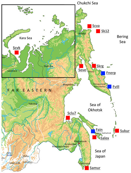 Map showing the different locations in Russia where Pacific herring individuals were collected.