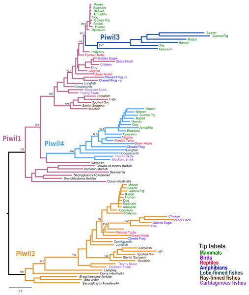 Phylogenetic reconstruction of the vertebrate Piwi family.
