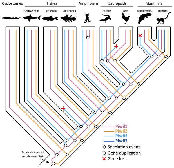 An evolutionary hypothesis describing the history of gene gain and loss among vertebrates.