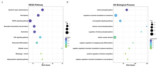 The KEGG and GO analysis of 22 core prognostic genes.