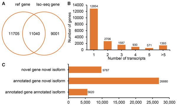 Genes and isoforms identified by Iso-seqencing (Iso-Seq) data.