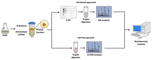 Workflow of the strategy adopted to characterize the C. pseudotuberculosis exoproteome.