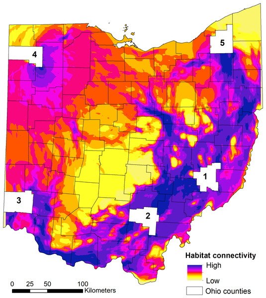 State-wide habitat connectivity for bobcats in Ohio.