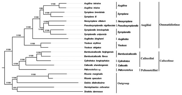 Phylogenetic trees of Fulgoroidea inferred using MrBayes (Bayesian inference) and maximum likelihood (ML) analysis based on the nucleotide sequences of 13 protein-coding genes.