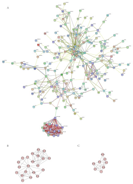 The PPI Network of DEGs related to IL20RA high expression.