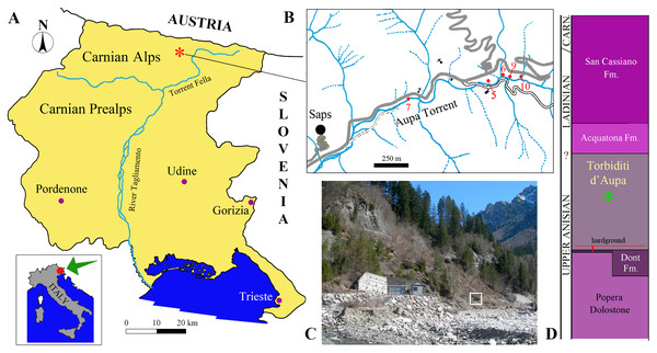 Locality and stratigraphic provenance of the specimens.