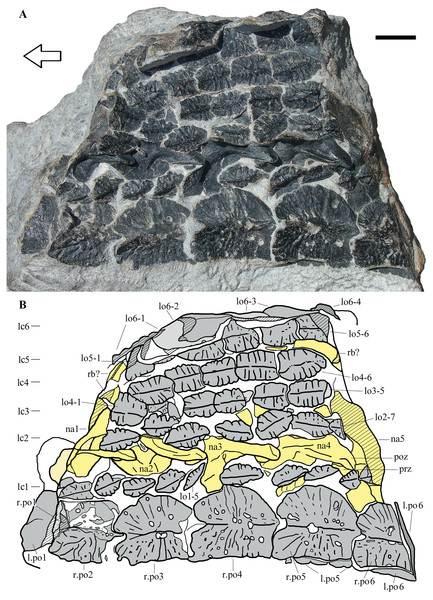 Heteropelta boboi, MFSN 46485, holotype.