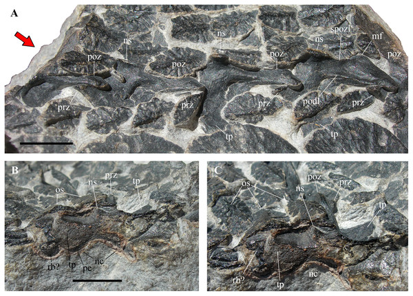 Heteropelta boboi, MFSN 46485, holotype, neural arches.