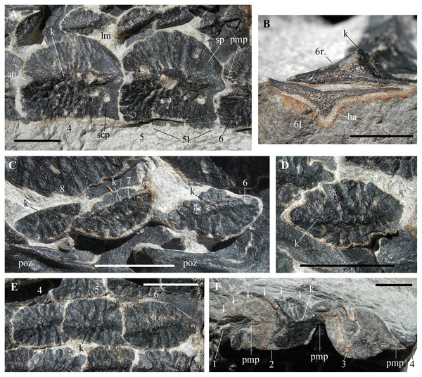 Heteropelta boboi, MFSN 46485, holotype, details of the osteoderms.