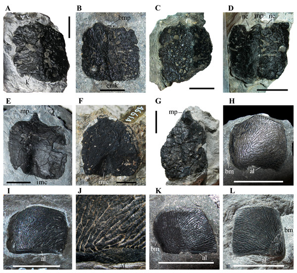 Isolated osteoderms from the Torbiditi d’Aupa Formation of the Aupa Valley.