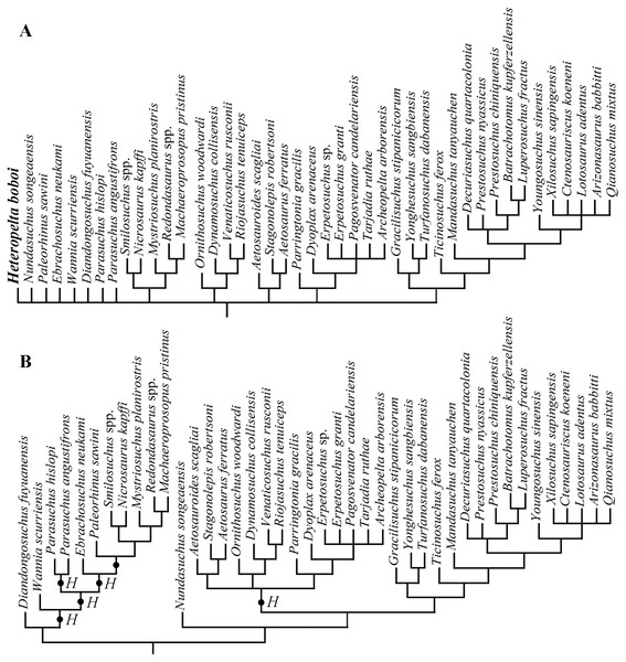 Phylogenetic position of Heteropelta boboi using the matrix by Ezcurra et al. (2020).