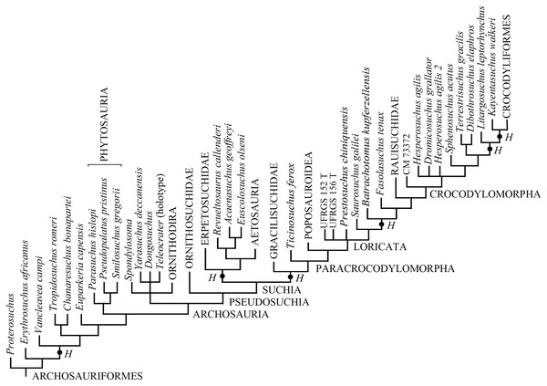Phylogenetic position of Heteropelta boboi using the matrix by Marsh et al. (2020).