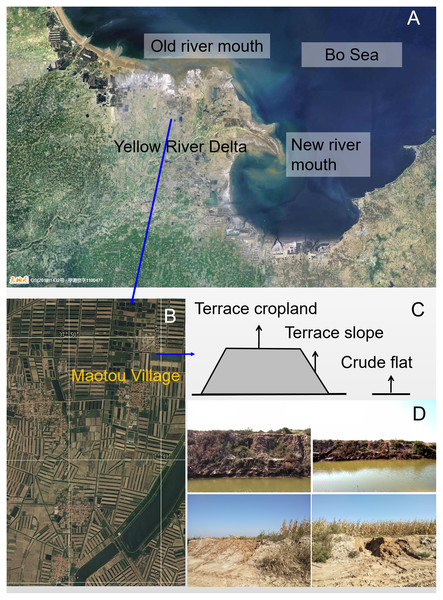 Study terraces (A) in the Yellow River delta; (B) A satellite image around Maotou village (from https://www.tianditu.gov.cn, June 2021); (C) the three land types, namely, terrace cropland, terrace slope, and crude flat.