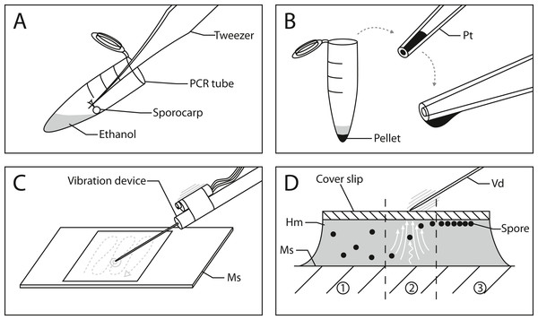 Workflow for spore preparations from Physarum albescens sporocarps for quantitative measurements.