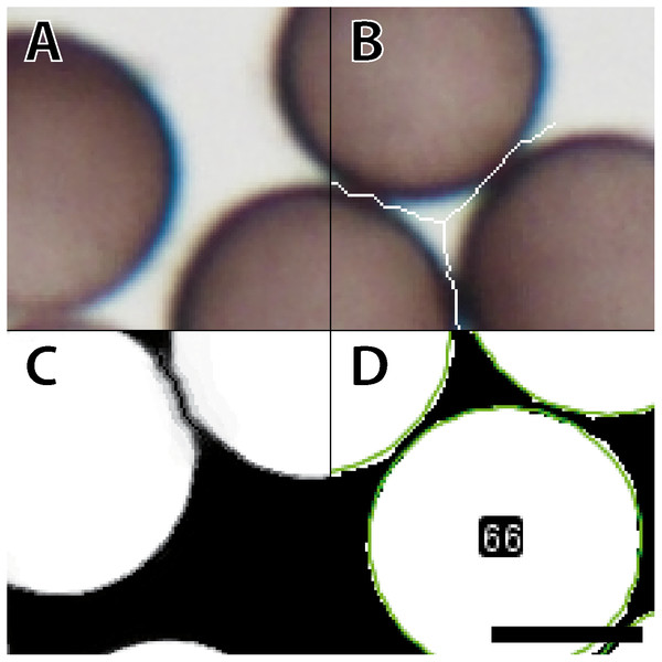 Workflow for image processing of Physarum albescens spores.