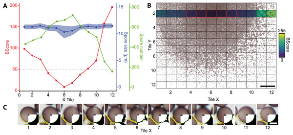 Analysis of a mounted slide shown are the parameters for a belt of 12 images (43,540 spores in total) taken from a slide with varying spore densities.