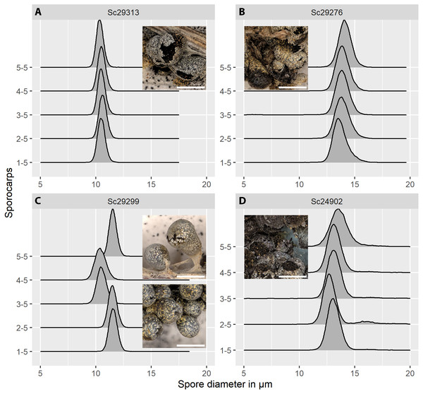 Spore size distributions (black line: density function) for five sporocarps from each of four strains of Physarum albescens.