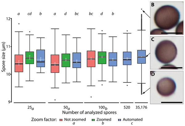 Ranges of spore size for manual and automated measurements.