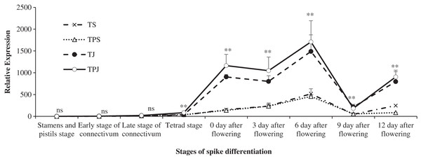 The changing trend of relative expression of TACKX2.2 at different stages.