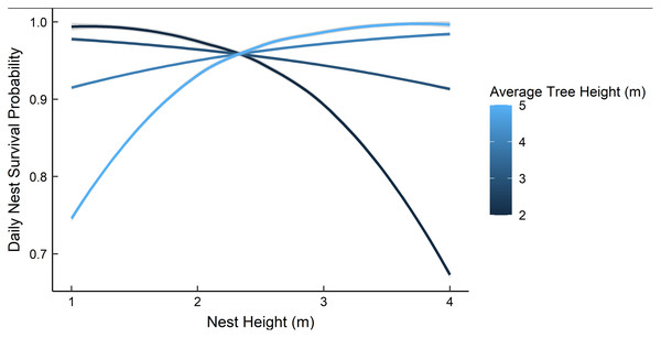 The predicted daily nest survival probabilities for gray vireo nests as a function of nest height and the height of the surrounding trees.