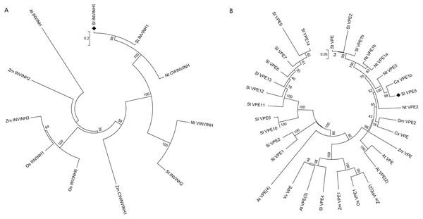 Phylogenetic analysis of INVINH and VPE proteins in plants.
