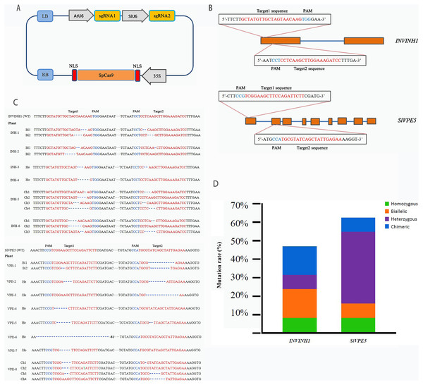 Target genes editing by CRISPR/Cas9.