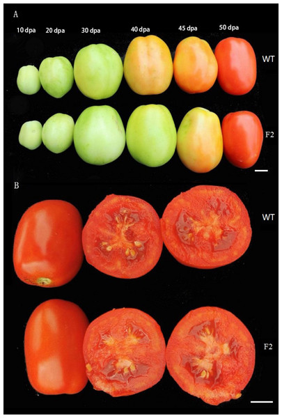 Phenotypic detection of the WT fruits and the two F2 lines fruits.