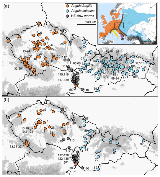 Maps of the sampling localities of Anguis fragilis, A. colchica, and slow worms from the hybrid zone (HZ) in Central Europe.
