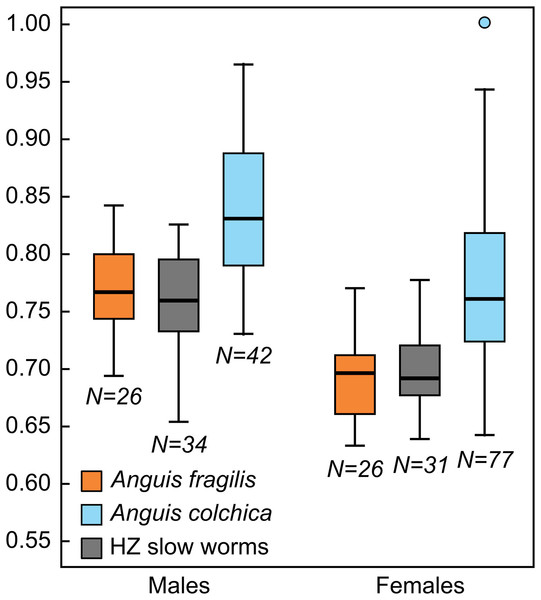 Box-plots of the relative head lengths (HL2) in Anguis fragilis, A. colchica, and slow worms from the hybrid zone (HZ).