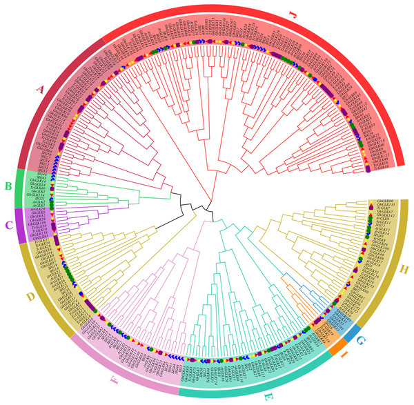 Phylogenetic analysis of GLK proteins from Gossypium hirsutum, Theobroma cacao L., tomato and Arabidopsis thaliana.