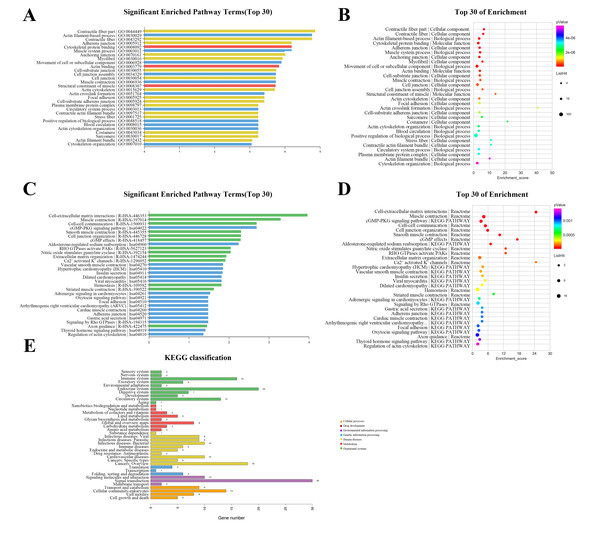 Gene ontology (GO) classification and pathway analysis of differentially expressed lncRNAs.