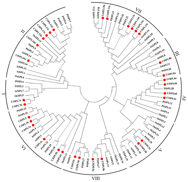 Phylogenetic analysis of the SPL family in pecan, Arabidopsis, rice, and poplar.