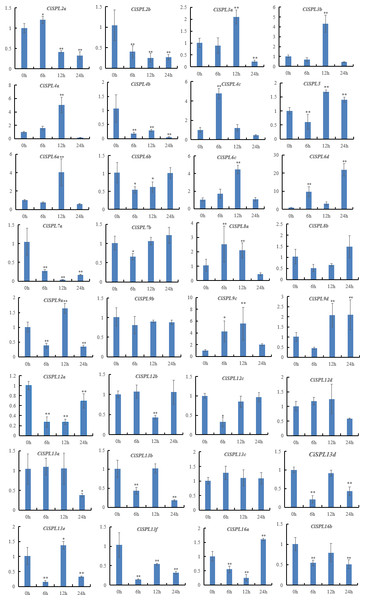 Expression patterns of 32 CiSPL genes under salt stress using qRT-PCR.