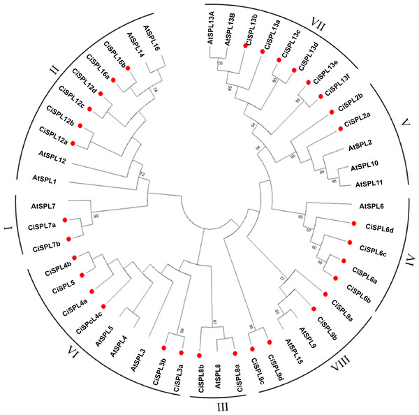 Phylogeny and distribution of SPL proteins from pecan and Arabidopsis.