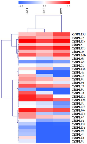 Expression profiles of CiSPL genes during different stages of fruit development in pecan.