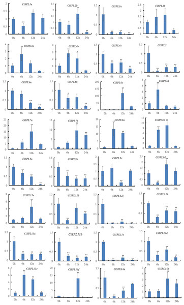 Expression profiles of 32 CiSPL genes under drought stress using qRT-PCR.