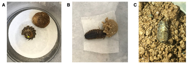 Healthy Pt. versicolor. larvae (A) demonstrating a typical “curl and glow” response after being prodded with blunt forceps and (B) feeding on moistened cat food. (C) An intoxicated Pt. versicolor larva on its back, unable to right itself.