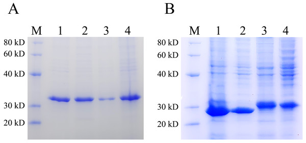 Detection of the difference between pET28(+) and pXWZ1 expressing the amount of inclusion body protein by SDS-PAGE.