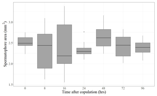 Area covered by the spermatophore (a proxy of its size) as a function of time elapsed after the end of copulation.